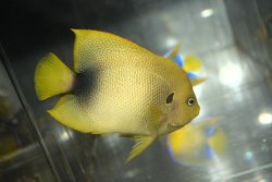 画像2: アフリカヌス±11cm