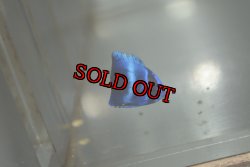 画像1: 《Full Blue》アフリカヌス±2.5〜3cm