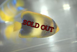 画像4: アフリカヌス±6.5cm