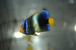 画像2: 《Half Blue》アフリカヌス±5cm