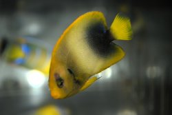 画像4: アフリカヌス±6cm