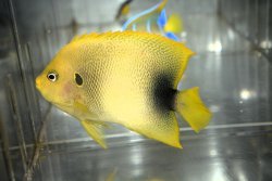 画像3: アフリカヌス±11cm