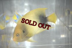 画像5: アフリカヌス±12cm