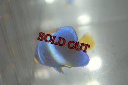 画像6: 《Full Blue》アフリカヌス±4.5cm