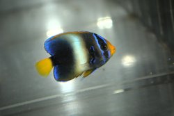 画像1: 《Half Blue》アフリカヌス±5cm