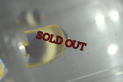 画像5: アフリカヌス±5.5cm