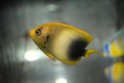 画像2: アフリカヌス±6cm