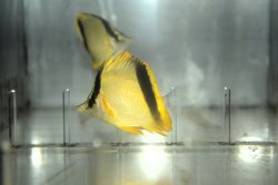 画像1: マルセラバタフライ±4.5〜7cm