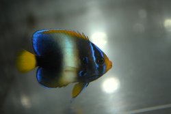 画像5: 《Half Blue》アフリカヌス±5cm