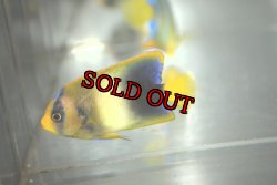 画像3: アフリカヌス±5.5cm