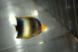 画像3: 《Half Blue》アフリカヌス±5.5cm