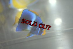 画像1: 《Full Blue》アフリカヌス±4.5cm