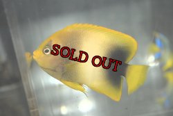 画像2: アフリカヌス±8.5cm