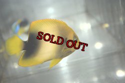 画像3: アフリカヌス±8.5cm