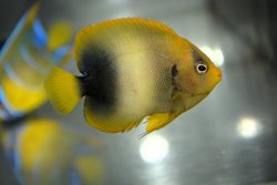 画像3: アフリカヌス±6cm