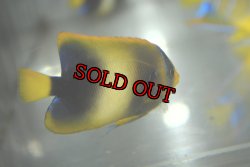 画像5: アフリカヌス±6.5cm