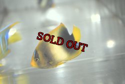 画像3: アフリカヌス±6.5cm