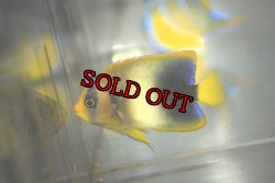 画像1: アフリカヌス±5.5cm