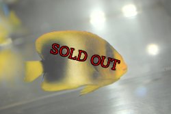 画像2: アフリカヌス±6.5cm