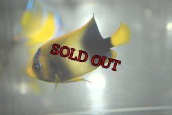 画像3: アフリカヌス±6.5cm