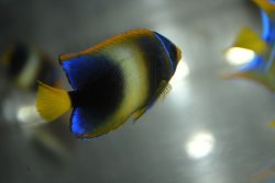 画像2: 《Half Blue》アフリカヌス±5.5cm