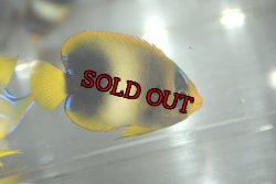 画像2: アフリカヌス±6.5cm