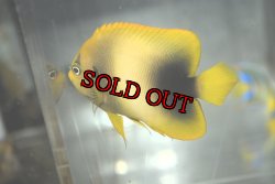 画像4: アフリカヌス±8.5cm