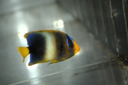 画像5: 《Half Blue》アフリカヌス±5.5cm