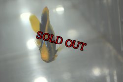 画像5: アフリカヌス±6.5cm