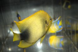 画像6: アフリカヌス±11cm