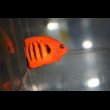 画像2: フレームエンゼル±5cm (2)