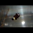 画像5: McCulloch's clownfish±3.5cm (5)