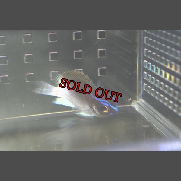 画像4: Chromis vanbebberae　±6cm (4)