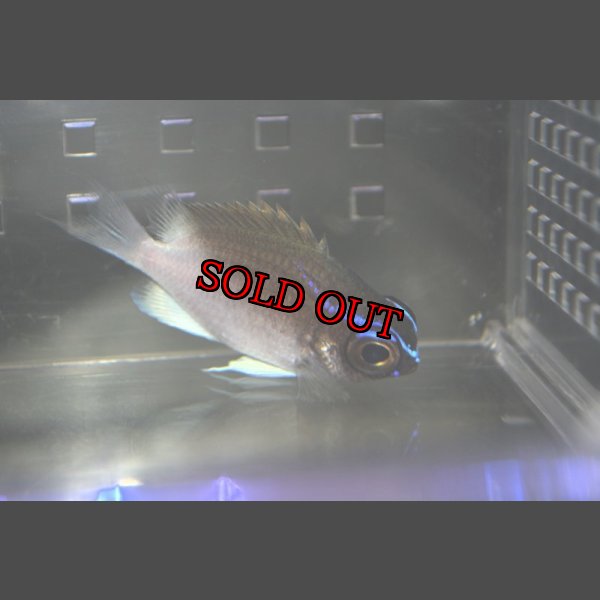 画像3: Chromis vanbebberae　±6cm (3)