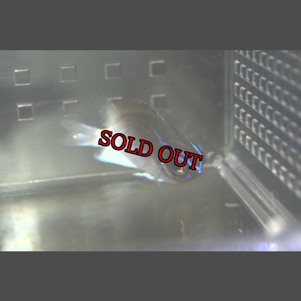 画像1: Chromis vanbebberae　±6cm (1)