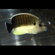 画像1: タイガーエンゼル±9.5cm（鰭かけ） (1)