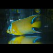 画像2: クイーンエンゼル±9cm (2)