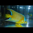 画像1: クイーンエンゼル±9cm (1)