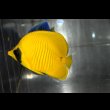 画像3: ゴールデンバタフライ±7cm (3)