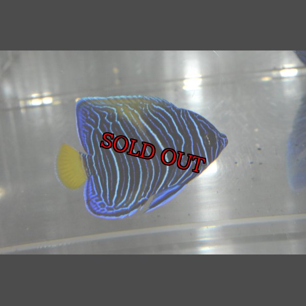 画像1: マクロススエンゼル±5.5cm (1)