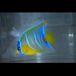 画像2: 『Good Blue』カリブ産クイーンエンゼル±6.5cm (2)