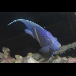 画像: 期間限定！４年ストック！ホワイトマクロススエンゼル±16〜17cm