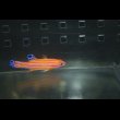 画像5: キャンディバスレット±4cm (5)