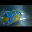 画像7: 『Good Blue』カリブ産クイーンエンゼル±6.5cm (7)