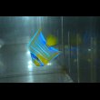 画像8: 『Good Blue』カリブ産クイーンエンゼル±6.5cm (8)