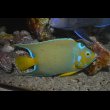 画像5: 『Good Blue』カリブ産クイーンエンゼル±19.5cm (5)