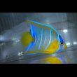 画像3: 『Good Blue』カリブ産クイーンエンゼル±6.5cm (3)