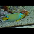画像3: 『Good Blue』カリブ産クイーンエンゼル±19.5cm (3)