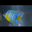 画像4: 『Good Blue』カリブ産クイーンエンゼル±6.5cm (4)