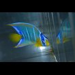 画像5: 『Good Blue』カリブ産クイーンエンゼル±6.5cm (5)